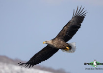 White-tailed Eagle