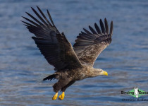 White-tailed Eagle