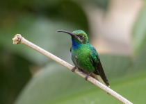 White-tailed Sabrewing