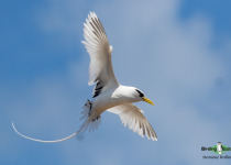 White-tailed Tropicbird