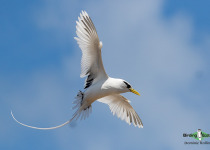 White-tailed Tropicbird