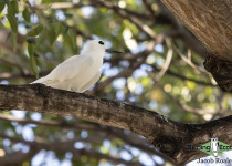 White Tern