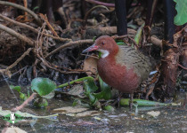 White-throated Rail