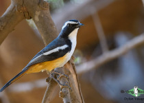 White-throated Robin-Chat