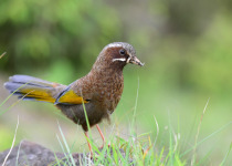 White-whiskered Laughingthrush