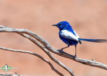White-winged Fairywren
