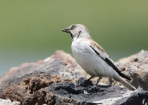White-winged Snowfinch