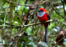 Whitehead's trogon