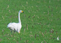 Whooper Swan