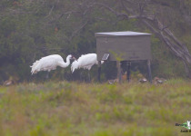Whooping Crane