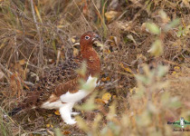 Willow Ptarmigan