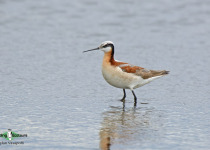 Wilson's Phalarope