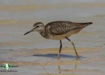 Wood Sandpiper