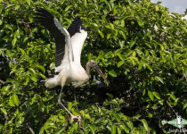 Wood Stork