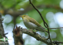 Wood Warbler