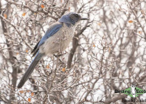 Woodhouse's Scrub Jay