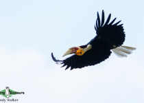 Wreathed Hornbill