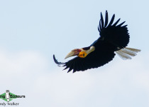 Wreathed Hornbill