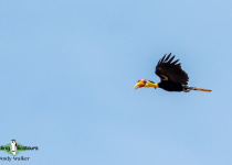 Wrinkled Hornbill
