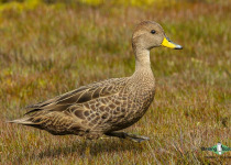 Yellow-billed pintail