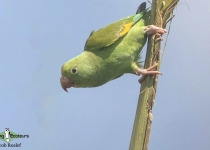 Yellow-chevroned parakeet