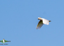 Yellow-crested Cockatoo