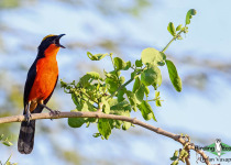 Yellow-crowned Gonolek