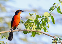 Yellow-crowned Gonolek