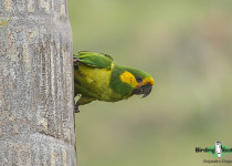 Yellow-eared Parrot
