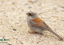 Yellow-eyed Junco