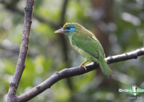 Yellow-fronted Barbet