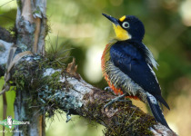 Yellow-fronted Woodpecker