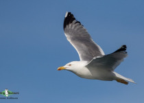 Yellow-legged Gull