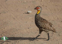 Yellow-necked Spurfowl