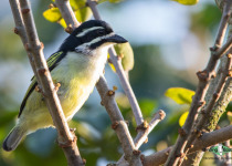 Yellow-rumped Tinkerbird
