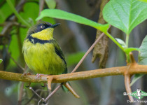 Yellow-throated Apalis