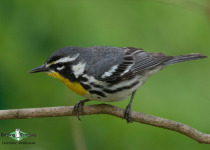Yellow-throated Warbler