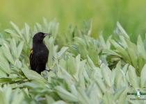 Yellow-winged Blackbird