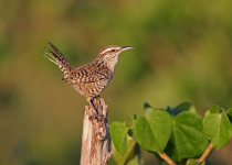 Yucatan Wren