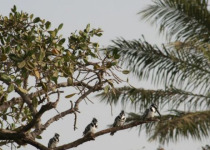 Tendaba Multi-Day Birding and Photography Safari with Yanks Manneh