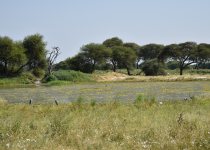Tanzania Multi-Biome Tailor-Made Birding Safari