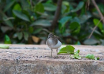 Full-Day Southern Gambia Birding and Photography Tour with Yanks Manneh