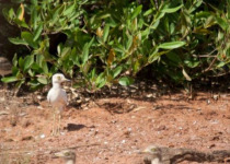 Half-Day Coastal Gambia Birding and Photography Tour with Yanks Manneh