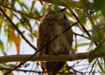 Janjanbureh and Georgetown Multi-Day Birding Safari with Yanks Manneh