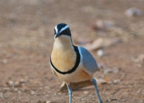 Full-Day Southern Gambia Birding and Photography Tour with Yanks Manneh