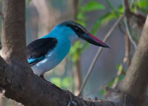 Half-Day Coastal Gambia Birding and Photography Tour with Yanks Manneh
