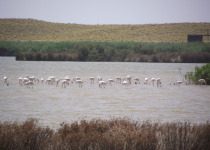 Laid-back Birding Week Tour