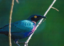 Half-Day Coastal Gambia Birding and Photography Tour with Yanks Manneh