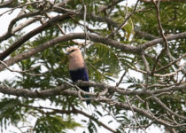 Tendaba Multi-Day Birding and Photography Safari with Yanks Manneh