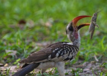 Full-Day Southern Gambia Birding and Photography Tour with Yanks Manneh